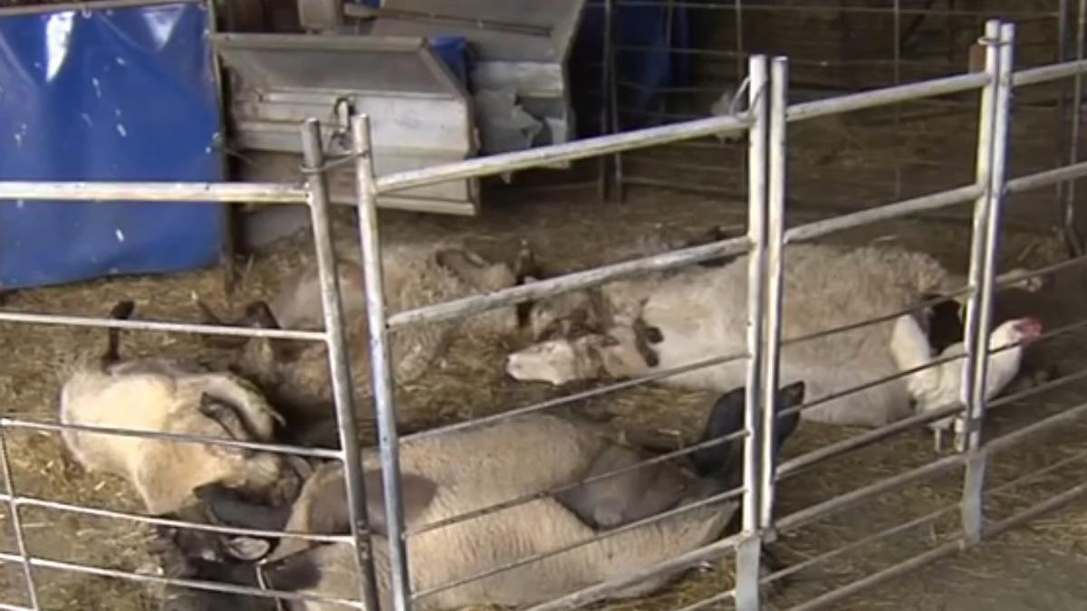 Una manada de lobos mató cinco ovejas que pastaban libres en la sierra de Orduña el pasado agosto.