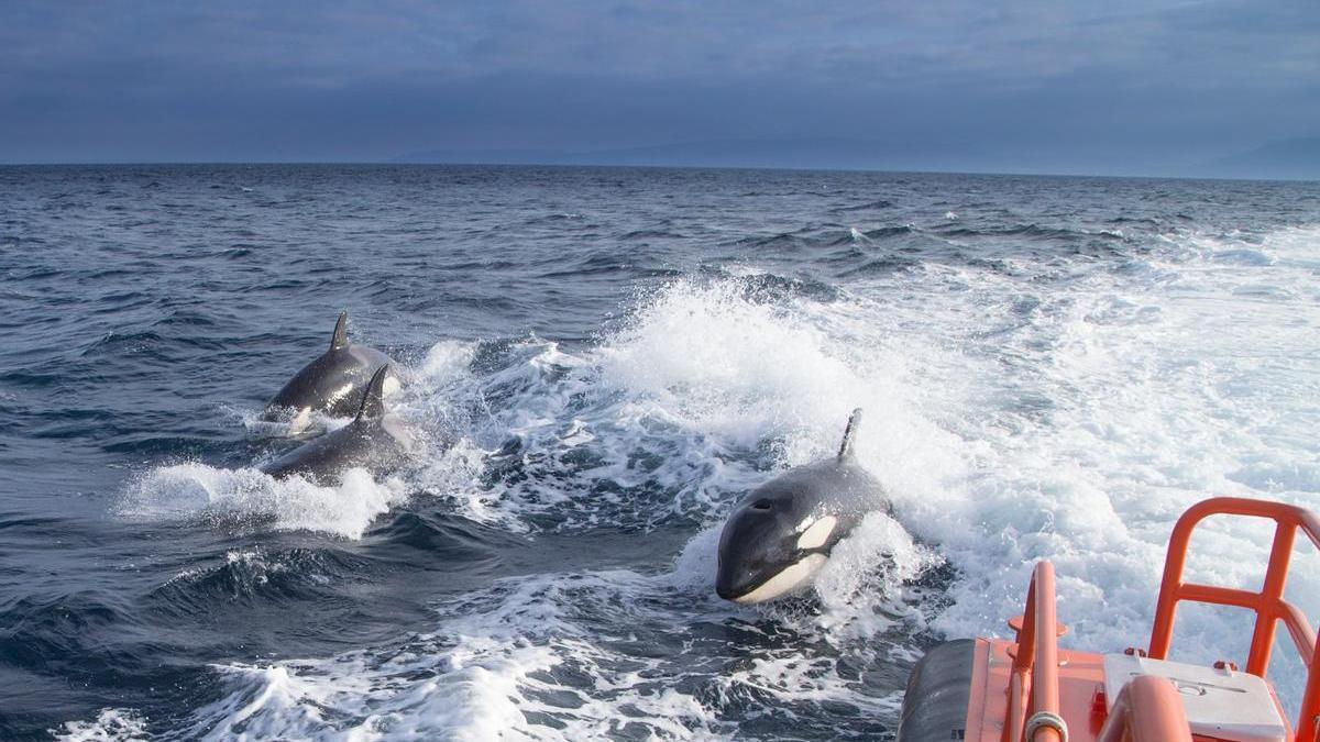 Un grupo de orcas junto a una embarcación.