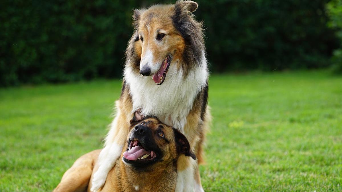 Perros jugando