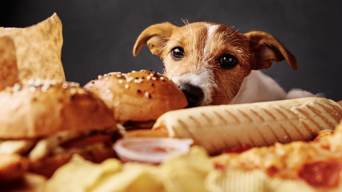 Un perro observa unos tentadores panes.