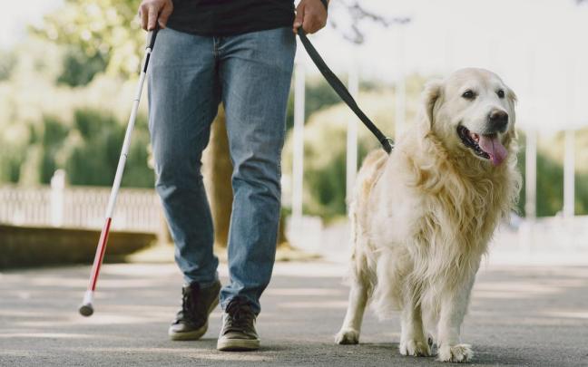 Un lazarillo perruno camina junto a la persona ciega que necesita de su ayuda.