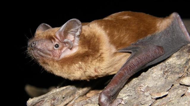 Conocer, valorar y proteger a los murciélagos es un paso imprescindible para conservar la biodiversidad. / Patricia Carballo Conocer, valorar y proteger a los murciélagos es un paso imprescindible para conservar la biodiversidad.