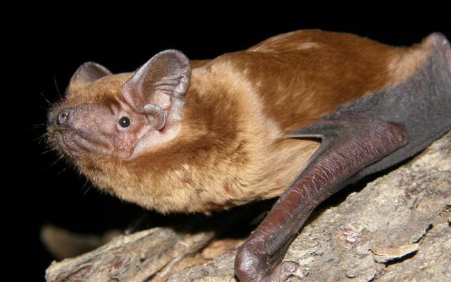 Conocer, valorar y proteger a los murciélagos es un paso imprescindible para conservar la biodiversidad.