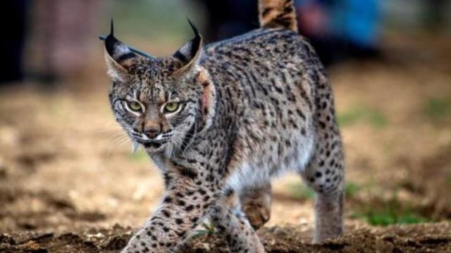VÍDEO: El lince ibérico visita por Álava por primera vez