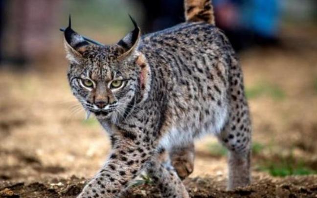 VÍDEO: El lince ibérico visita por Álava por primera vez