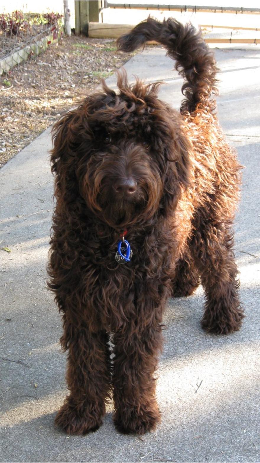 Un labradoodle, uno de los primeros perros mixtos hipoalergénicos