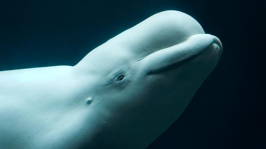 Una beluga o ballena blanca.