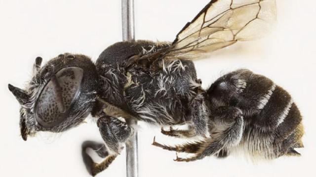 Descubren una nueva especie de abeja con "cuernos demoníacos" en el oeste de Australia.