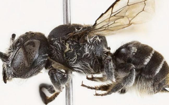 Descubren una nueva especie de abeja con "cuernos demoníacos" en el oeste de Australia.
