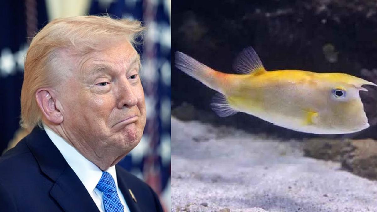 Donald Trump (a la izquierda) y el pez vaca.