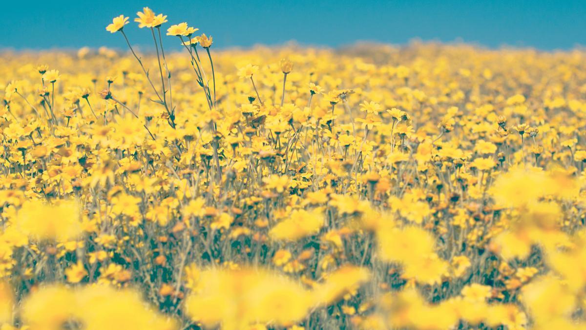 Este 20 de junio se celebra el 'Yellow Day', considerado el día más feliz del año