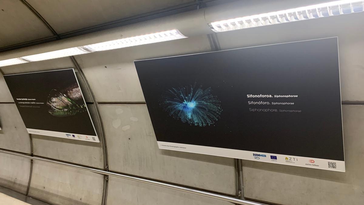 Los usuarios del suburbano podrán recorrer las profundidades del océano y conocer algunos de los secretos mejor guardados de la también llamada "zona crepuscular" del océano, donde ya no llega la luz del sol, y a la que a los científicos les resulta muy difícil acceder por las enormes presiones que soporta.