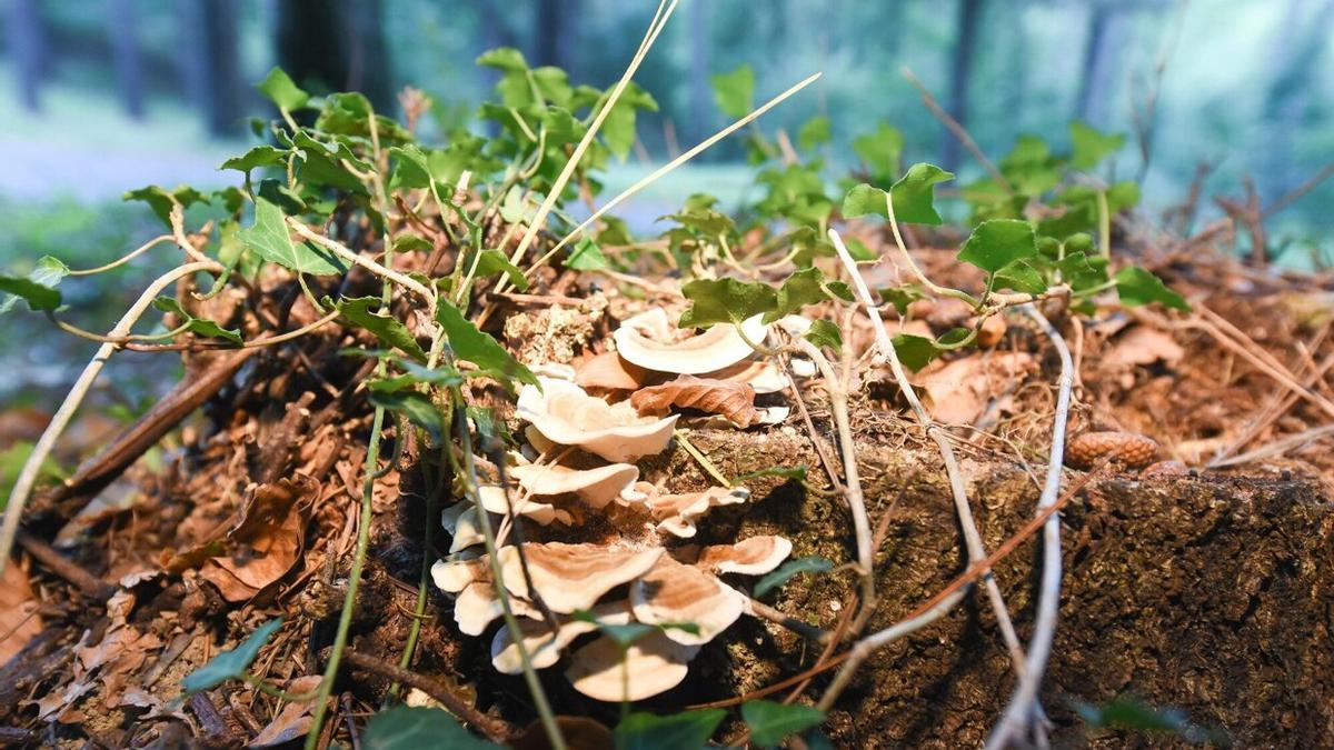 El otoño es temporada de setas.