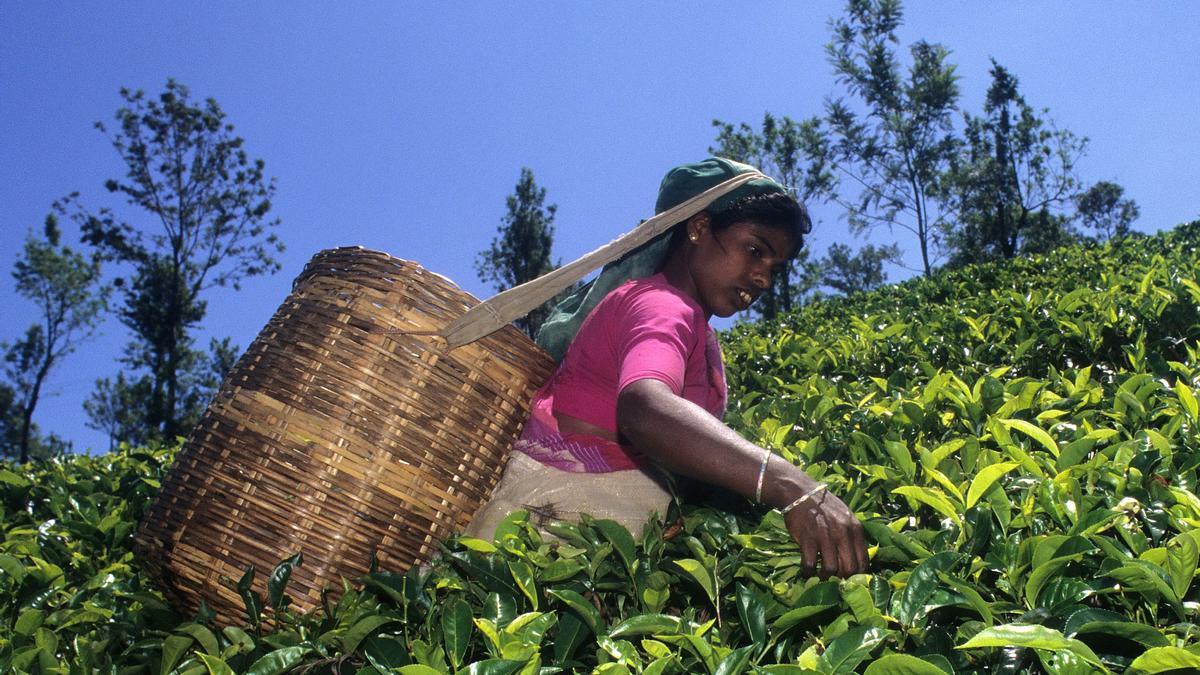 Una mujer recogiendo hojas de té.