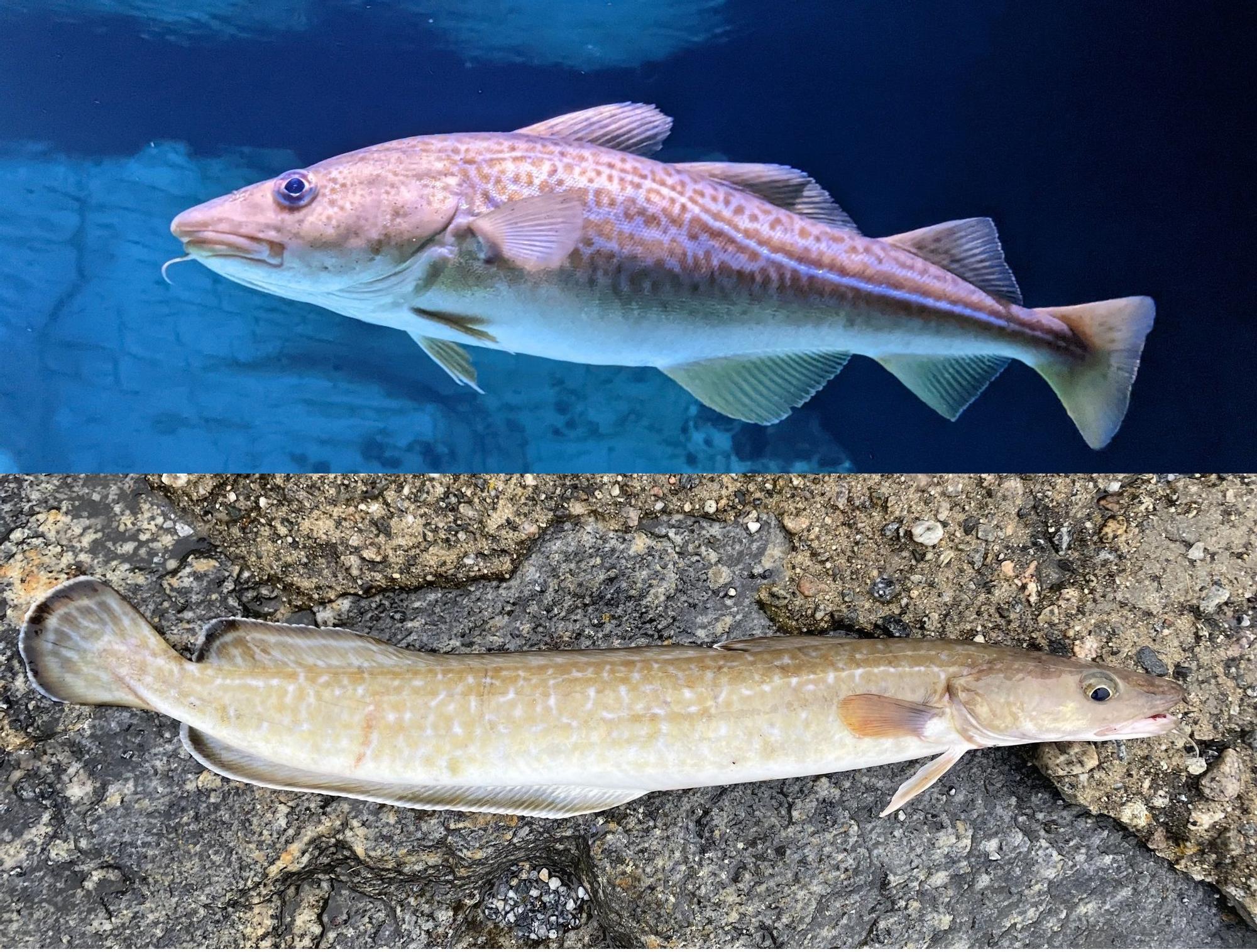 Arriba, un ejemplar de bacalao y abajo, una maruca o ling.