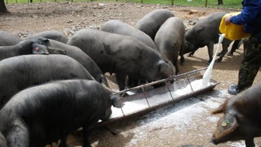 La OCU reitera la seguridad de la carne de cerdo y avisa de una posible caída de precio