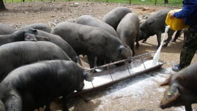 La OCU reitera la seguridad de la carne de cerdo y avisa de una posible caída de precio