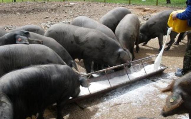 La OCU reitera la seguridad de la carne de cerdo y avisa de una posible caída de precio