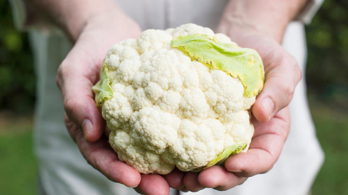 Una coliflor, casi lista para ir a la cocina.