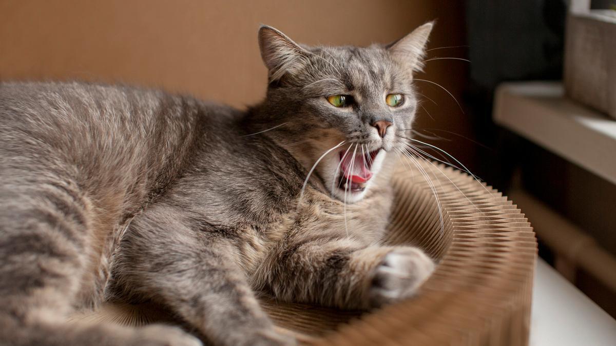 Un gato maúlla tras recibir una señal de alarma.