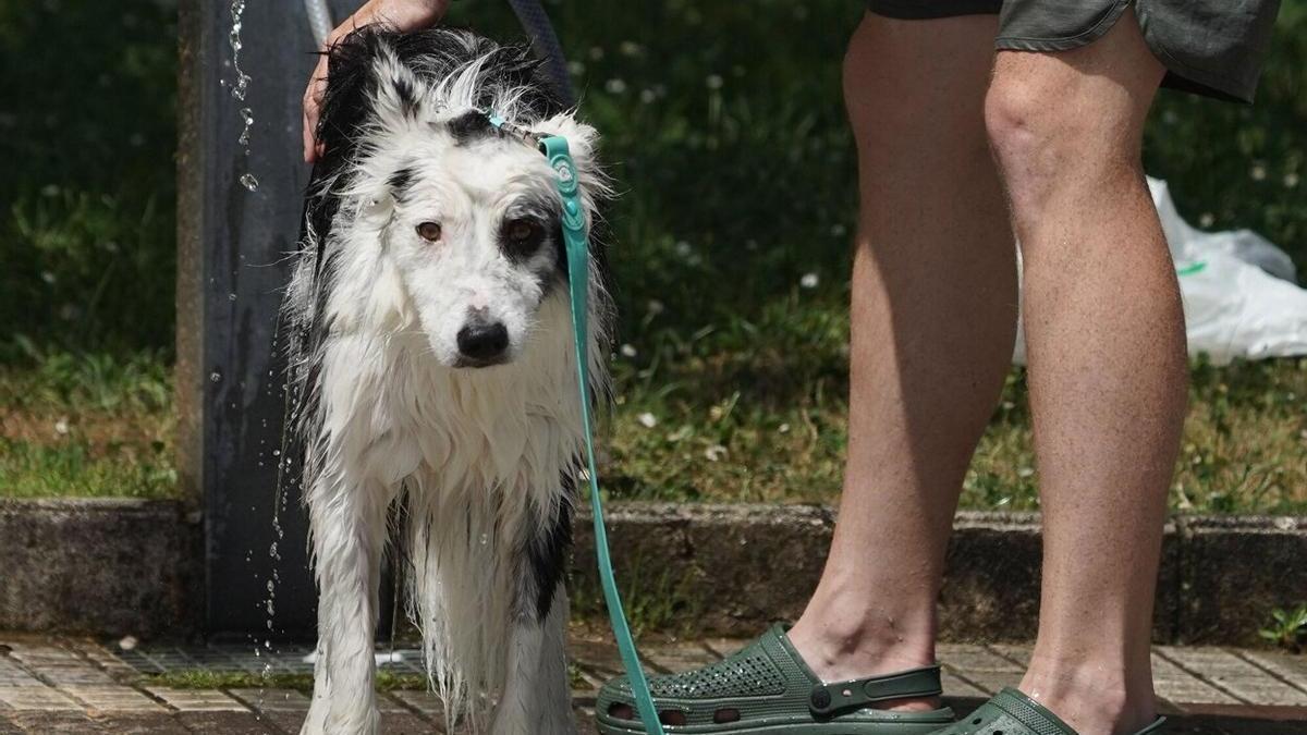 Un perro refrescándose en Zarautz.