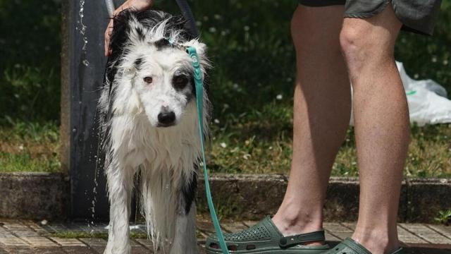 Un perro refrescándose en Zarautz.