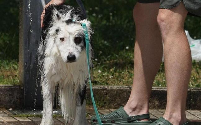 Un perro refrescándose en Zarautz.