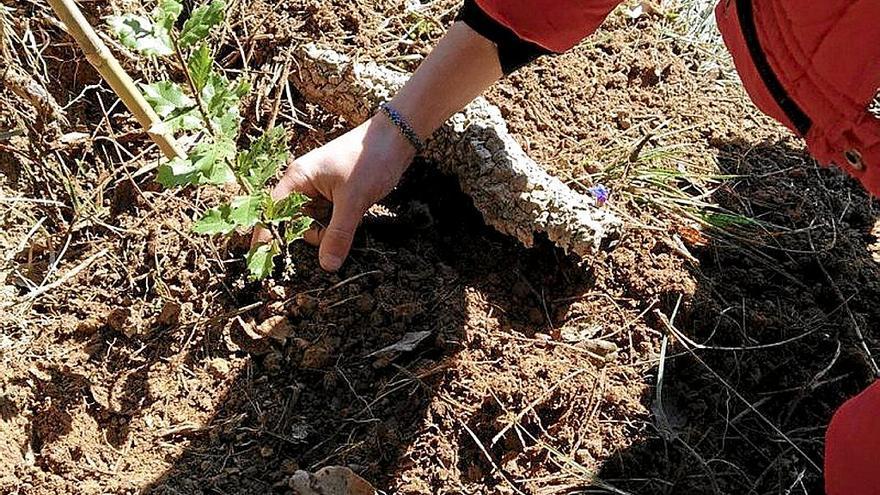 Un alumno plantando un árbol en Gesoerreka. | FOTO: ZARAUZKO UDALA