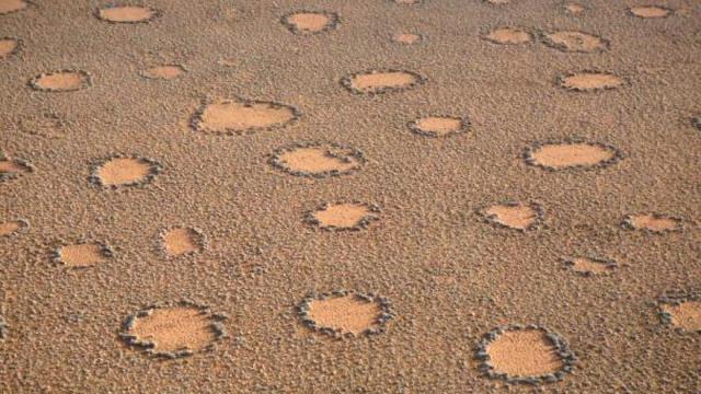 Los 'círculos de hadas', un patrón de suelo rodeado de manchas circulares de vegetación Los 'círculos de hadas', un patrón de suelo rodeado de manchas circulares de vegetación
