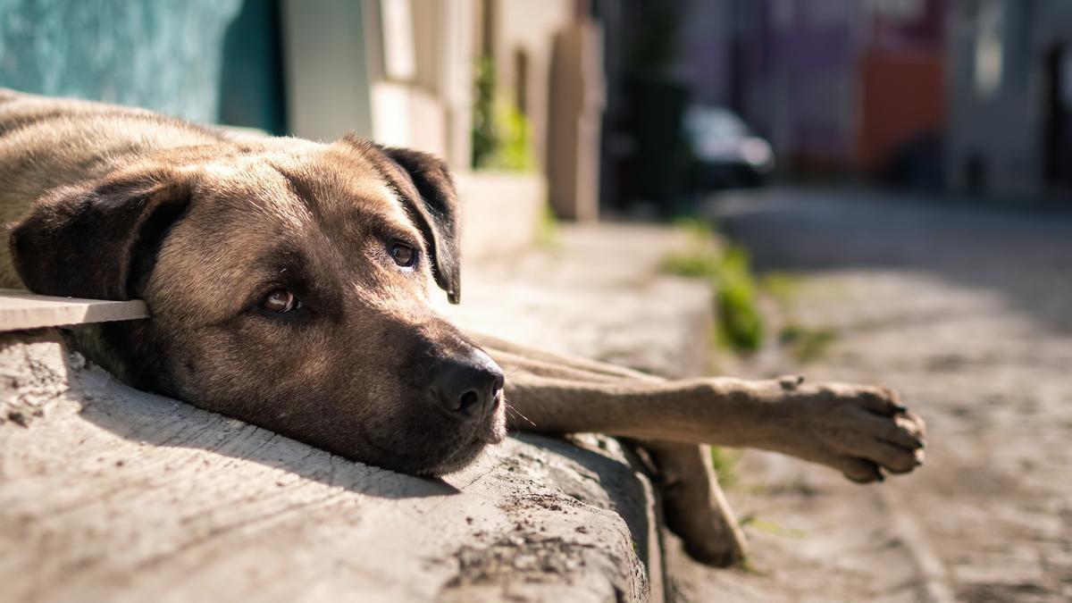 La mayor parte de los perros abandonados son mestizos.