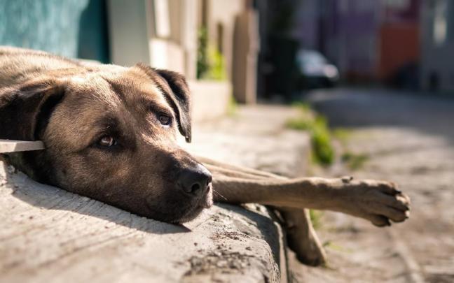 La mayor parte de los perros abandonados son mestizos.