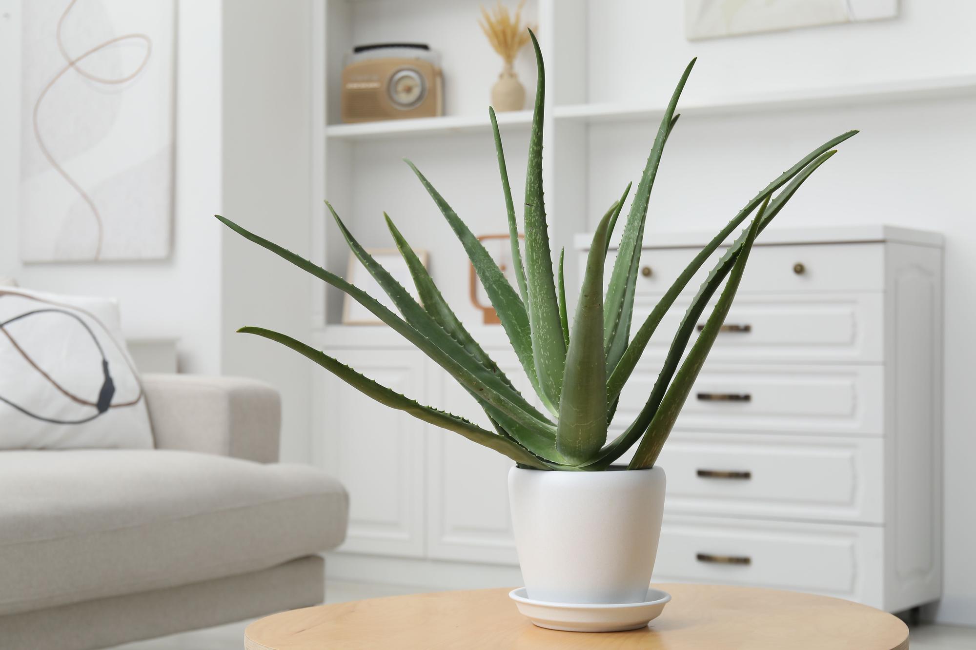 Planta de aloe vera en el salón.