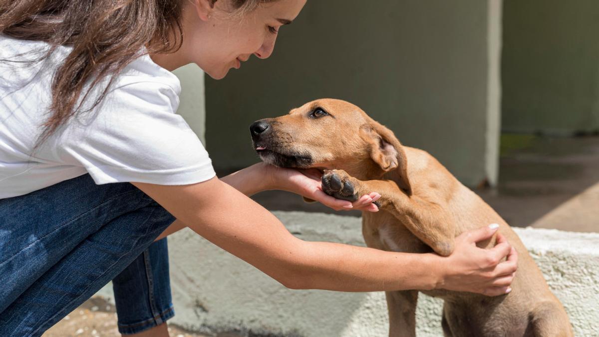 Los perros ofrecen el mismo cariños sean mestizos o de raza.