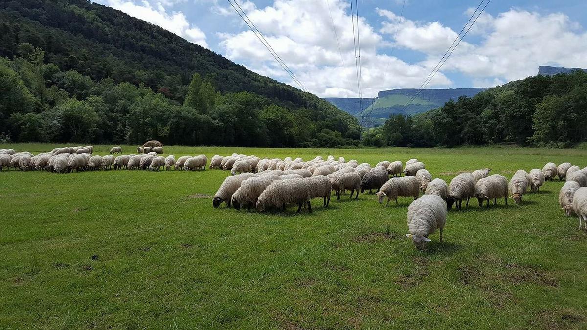 Ovejas pastando en montes ayaleses