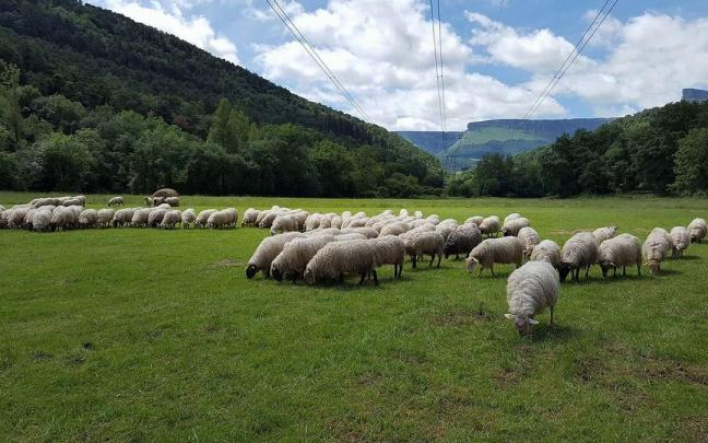 Ovejas pastando en montes ayaleses