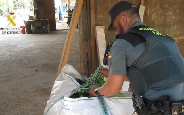 Desmantelada una plantación de marihuana en una empresa de Catral.