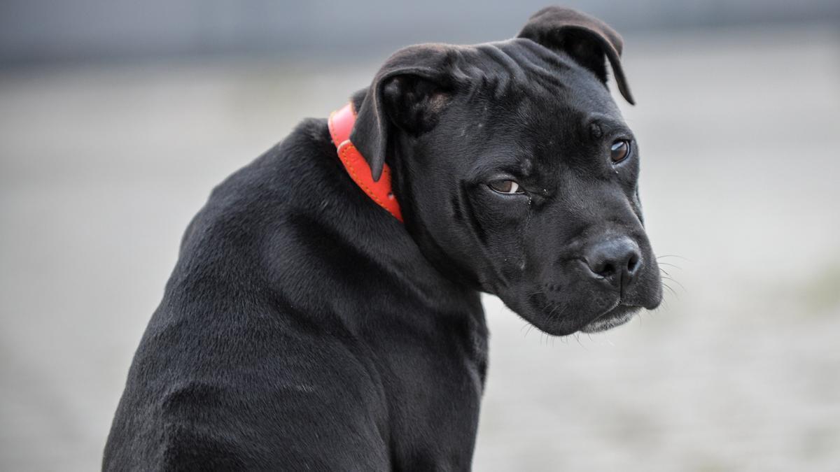 Un Staffordshire Bull Terrier ajeno a esta historia.