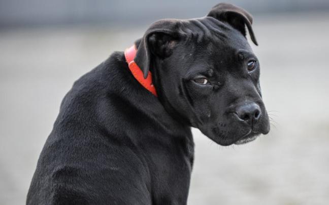 Un Staffordshire Bull Terrier ajeno a esta historia.