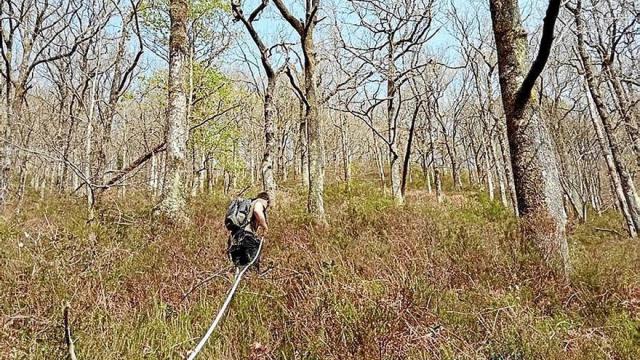 Un científico, analizando la flora en el monte Añarbe.