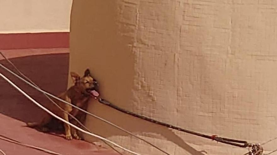 Imagen, remitida por Pacma, de Maikel, el perro fallecido por un golpe de calor en 2022