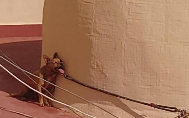 Imagen, remitida por Pacma, de Maikel, el perro fallecido por un golpe de calor en 2022