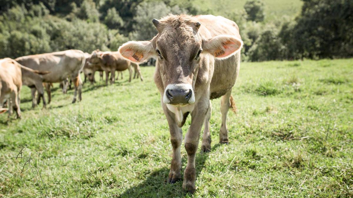 La raza Brown Swiss se distingue por ofrecer una leche de altísima calidad proteica.