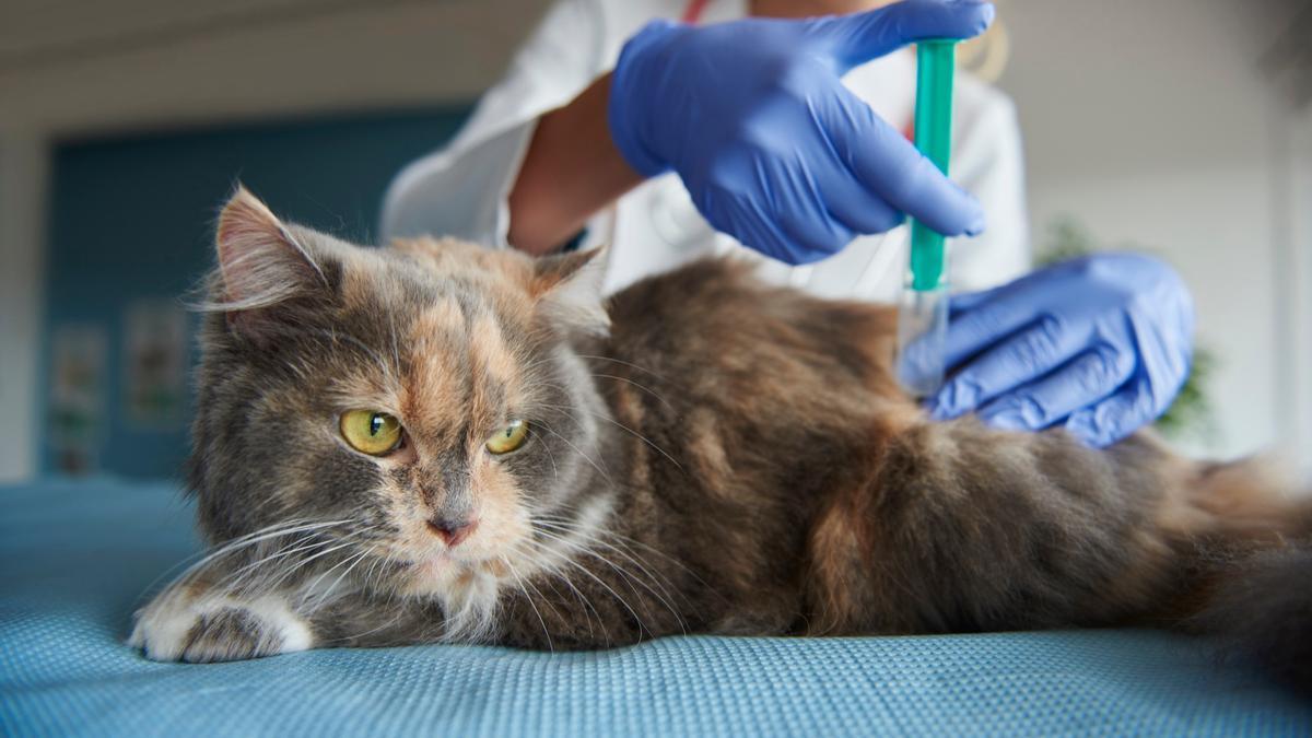 Un gato recibe atención veterinaria en una consulta.