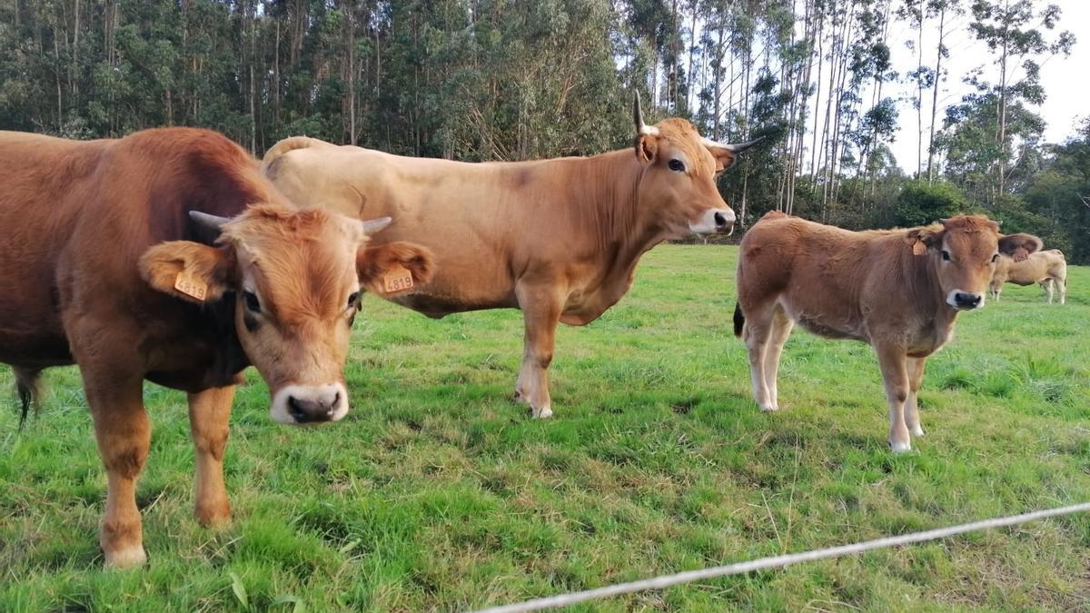 La estrategia se dirige a 1.500 explotaciones agrarias con dimensión económica rentable, cuyos titulares están jubilados o próximos a la jubilación.