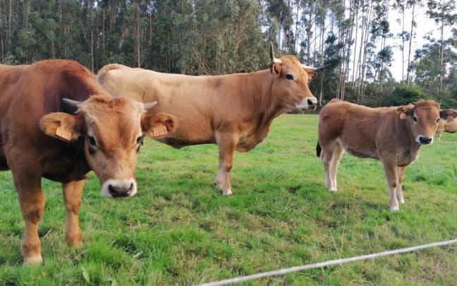 La estrategia se dirige a 1.500 explotaciones agrarias con dimensión económica rentable, cuyos titulares están jubilados o próximos a la jubilación. / EP La estrategia se dirige a 1.500 explotaciones agrarias con dimensión económica rentable, cuyos titulares están jubilados o próximos a la jubilación.