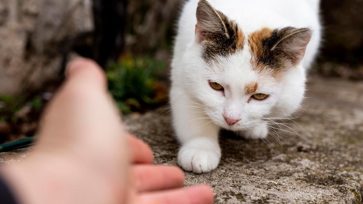 Un gato se acerca a investigar una mano desconocida.