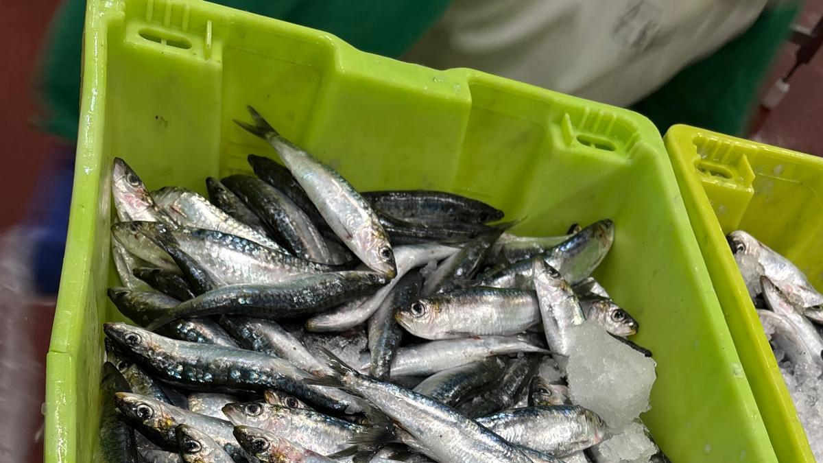 Pescado, ya clasificado y listo para su limpieza.