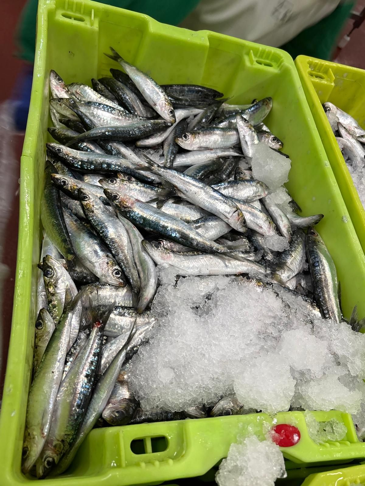 El pescado, ya clasificado y listo para su limpieza.