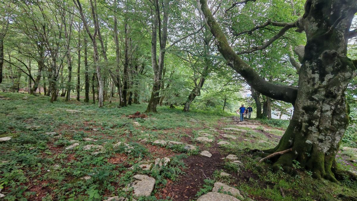 La ruta atraviesa bosques frondosos llenos de color donde a uno no le importa perderse.