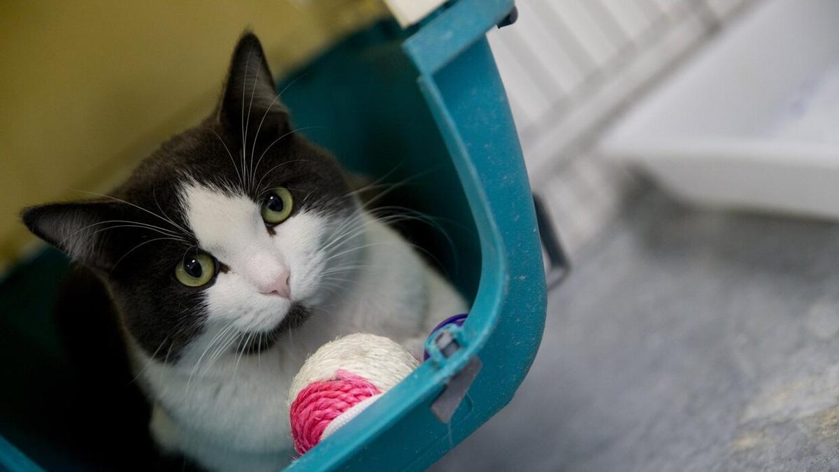 Un gato espera en un centro de recogida a ser adoptado.